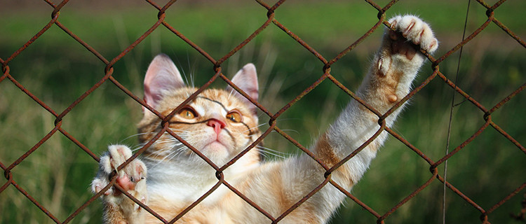 Katze krallt mit den Pfoten in einen Zaun