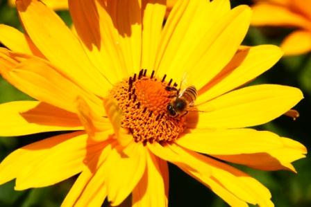 Honigbiene auf gelber Blüte