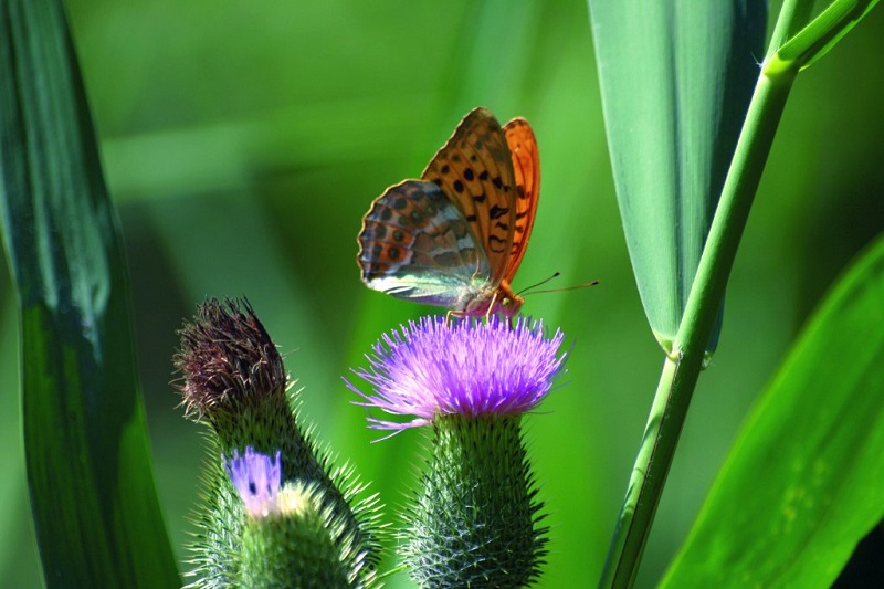 Schmetterling auf einer Flockenblume