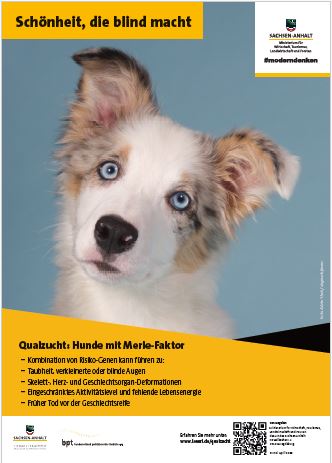 Abbildung eines Posters mit einem Hund der eine Merle-Färbung hat. Überschrift: Schönheit, die blind macht