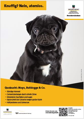 Abbildung eines Posters mit einem Hund der eine Merle-Färbung hat. Überschrift: Knuffig? Nein, atemlos.