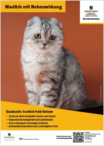 Abbildung eines Posters mit einer Katze, die nach vorn geknickte Ohren hat. Überschrift: Niedlich mit Nebenwirkungen.