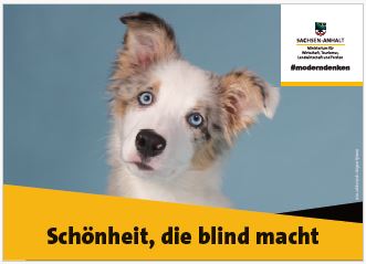 Abbildung eines Posters mit einem Hund der eine Merle-Färbung hat, Bildunterschrift: Schönheit, die blind macht. 