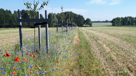 Jungbäume auf einem Kornfeld