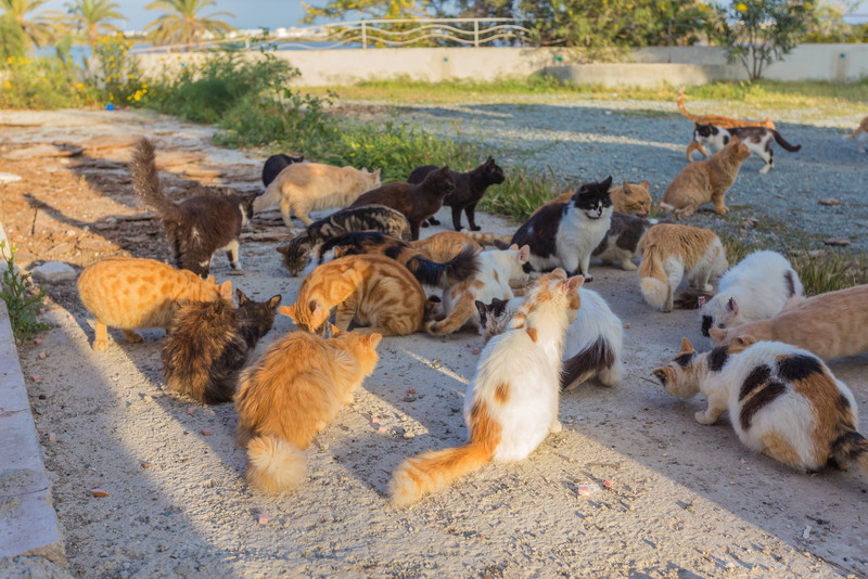 mehrere Katzen sitzen an einer Futterstelle und fressen