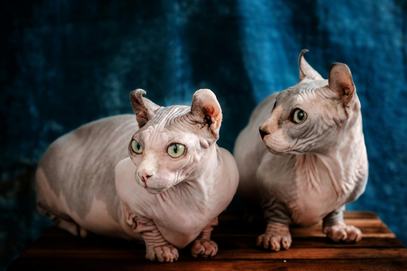 zwei Katzen ohne Fell sitzen auf einem Tisch vor einem blauen Hintergrund