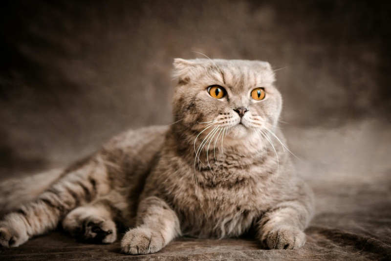 eine gestreifte Katze liegt entspannt auf dem Fußboden, die Ohren sind nach vorne abgeknickt 