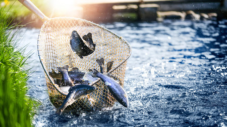 Über einer Wasserfläche springen Fische aus einem Kächer