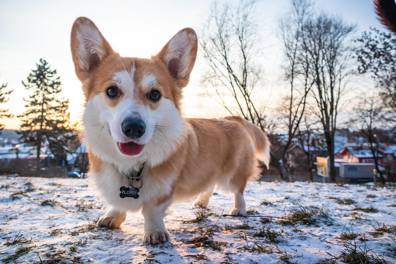ein Welsh Corgi mit sehr kurzen Beinen steht auf einer Wiese mit Schnee