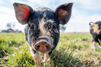 Nahaufnahme eines Ferkels mit Flecken auf einer grünen Wiese