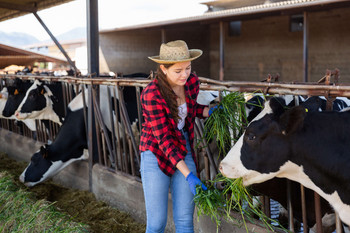 Eine junge Frau füttert eine Kuh