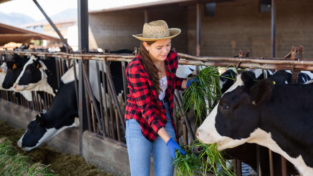 Eine junge Frau füttert eine Kuh