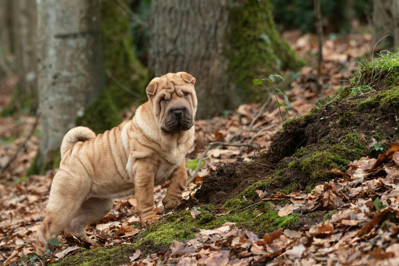 ein Hund der Rasse Shar Pei steht im Wald