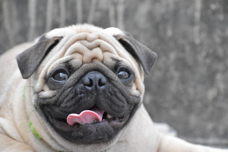 ein Mops