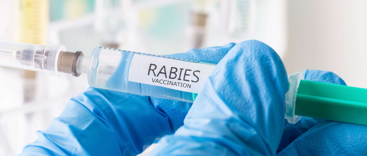 Eine per Handschuh geschützte Hand hält eine Spritze mit der Aufschrift "Rabies Vaccination"