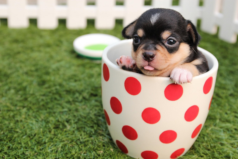 ein Chihuahua sitzt in einer Tasse, die auf einer Wiese steht