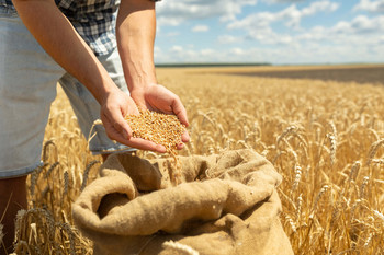 Zwei Hände halten Getreidekörner über einem Sack auf einem Getreidefeld