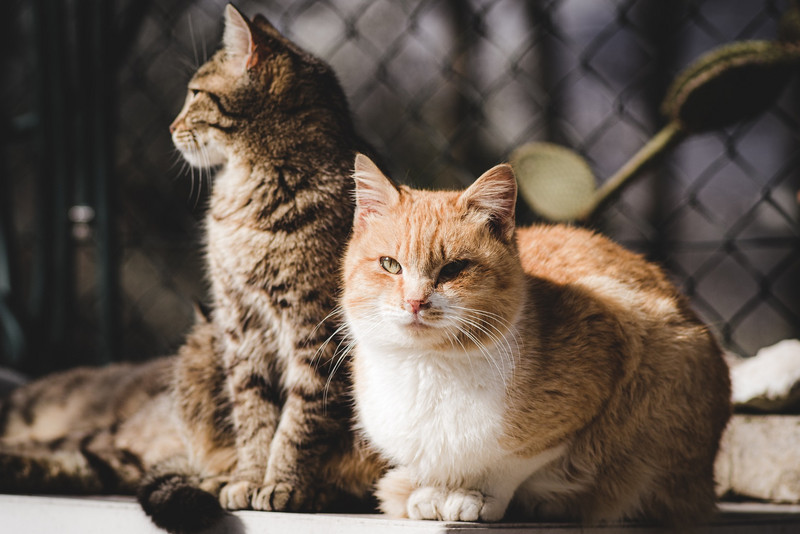 Zwei Katzen sitzen vor einem Zaun nebeneinander