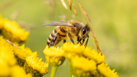Honigbiene Eine Honigbiene sitzt auf einer Blüte