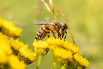 Eine Honigbiene sitzt auf einer Blüte