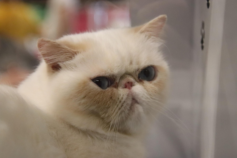 ein Portrait einer Perserkatze