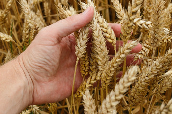 Eine Hand hält Weizenähren