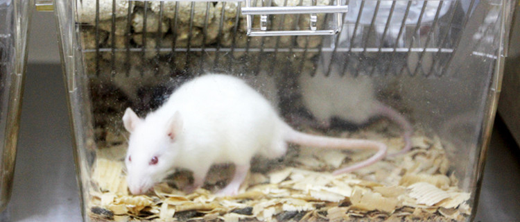 Kleine weiße Maus im Glaskasten 