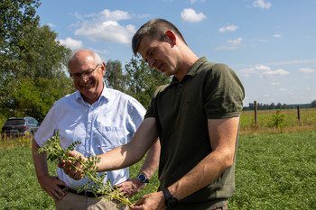 Zwei Männer stehen in einem Feld. Der Landwirt hält eine Kichererbsen-Pflanze in der Hand.