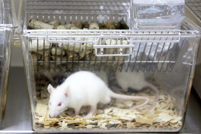 Eine weiße Ratte sitzt auf Sägespaneinstreu in einem Versuchskäfig
