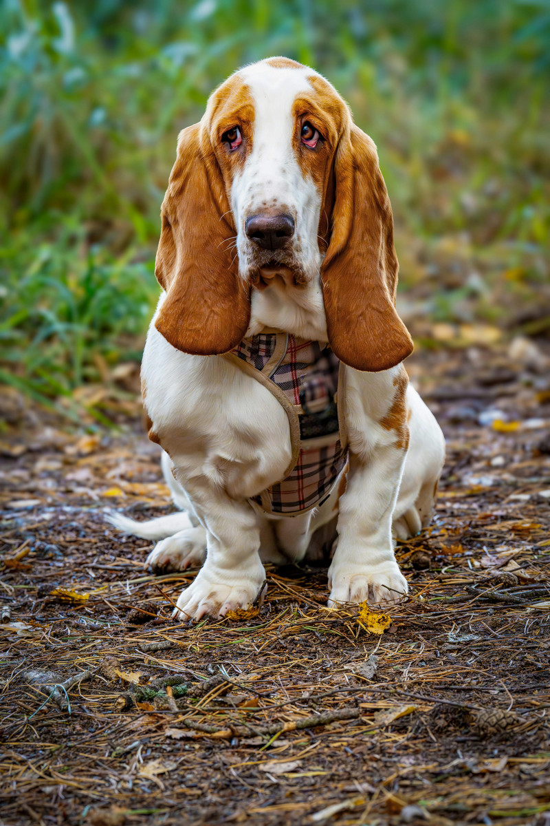 Ein Bassethound mit langen Ohren und heruntergezogenen Augen sitzt auf einem Weg an einer Wiese