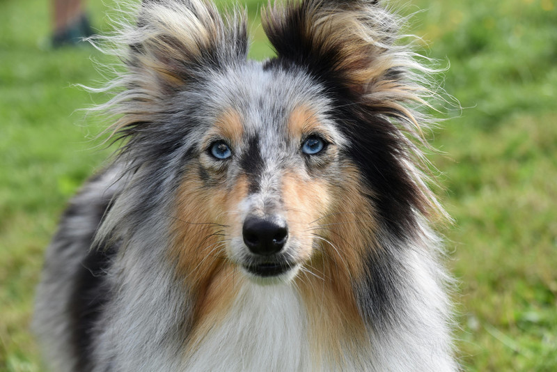 Ein Collie mit orange-Weißem Fell steht auf einer Wiese