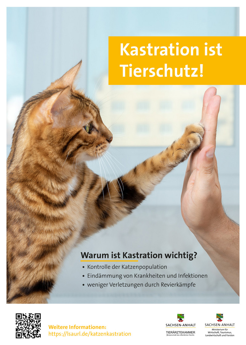 Plakat auf dem eine Katze mit der Tatze gegen eine menschliche Hand tippt